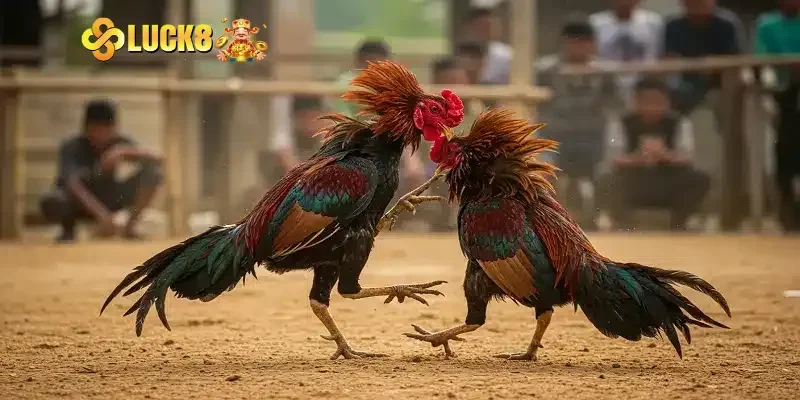 Bật mí mẹo soi kèo đá gà Thomo hôm nay thực chiến từ cao thủ