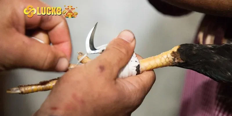 Đá gà cựa dao và những điều cược thủ cần biết