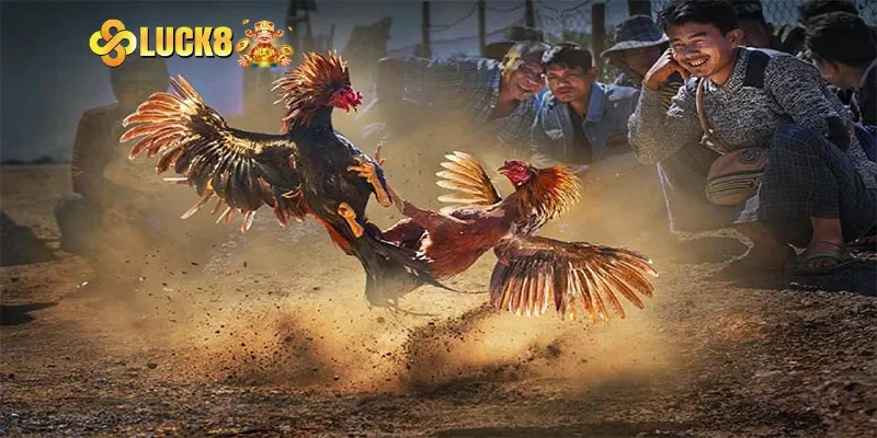 Luật và cách tính thắng thua trong đá gà cựa dao