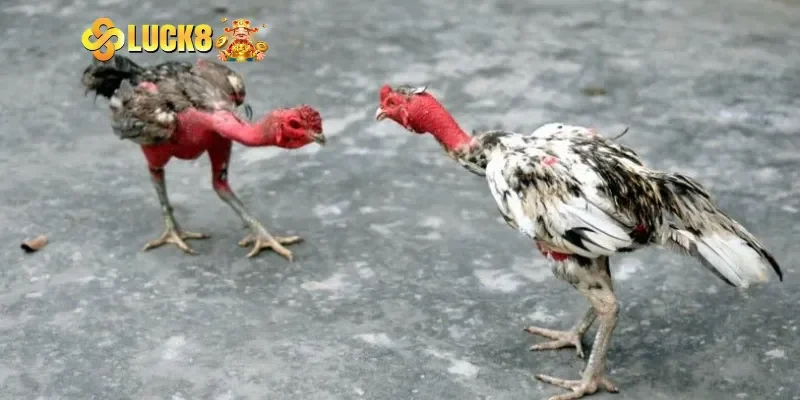 Sức hút cực mạnh của trực tiếp đá gà c1